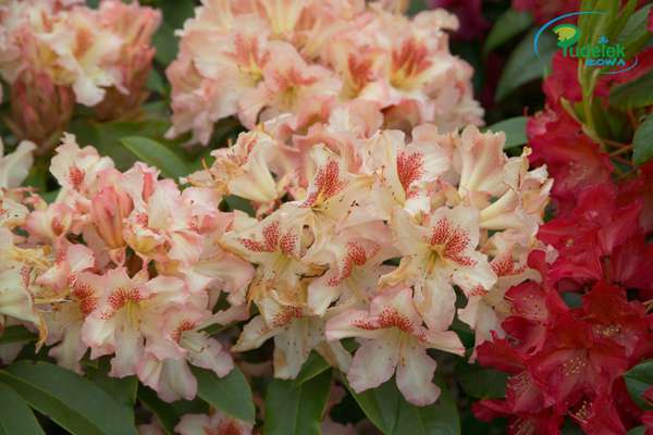 Rhododendron Fresko